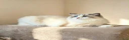 Ragdoll cats for sale: Blue Point Ragdolls  - Advert 7
