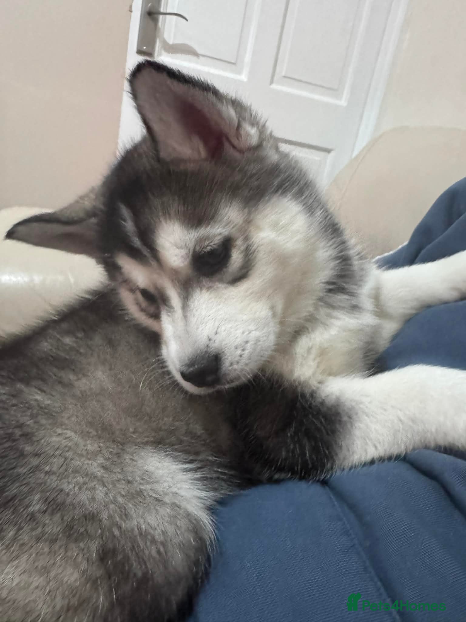 Siberian Husky dogs Siberian Husky puppies 3 girls 1 boy - Advert 6