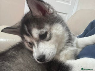 Siberian Husky dogs Siberian Husky puppies 3 girls 1 boy - Advert 6