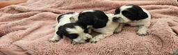 Cocker Spaniel dogs for sale: Beautiful Blue roan cocker spaniels for sale - Advert 16