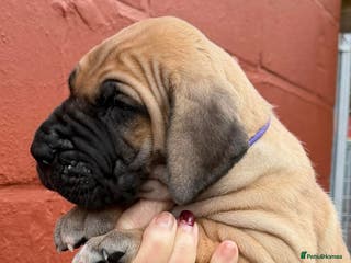 Great Dane dogs Primus Great Danes - Advert 18