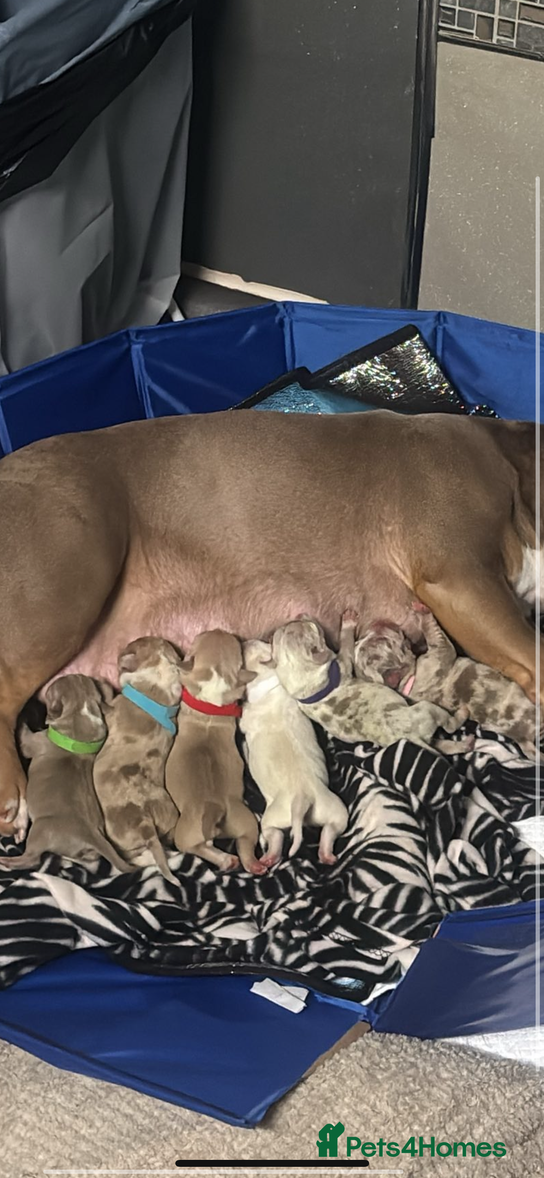 American Bully dogs for sale: AMERICAN POCKET BULLYS - Image 1