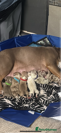 American Bully dogs - Advert 1