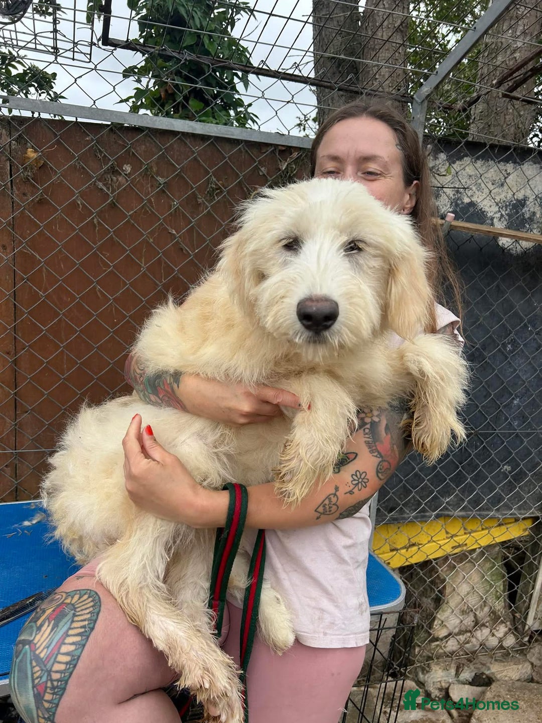 Mixed Breed dogs for adoption: Poppy - Norwich Norfolk  - Image 5