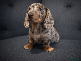 Miniature Dachshund dogs 🐾 Dapple Boy Newly Available! 🐾 - Advert 15