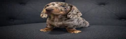 Miniature Dachshund dogs for sale: 🐾 Dapple Boy Newly Available! 🐾 - Advert 5
