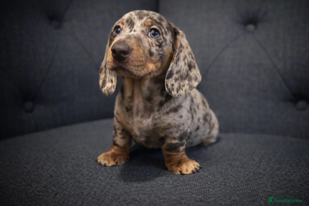 Miniature Dachshund dogs for sale: 🐾 Dapple Boy Newly Available! 🐾 - Advert 5