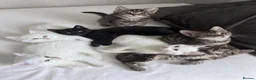 Siberian cats for sale: Siberian forest Kittens 9 weeks old in Bristol - Advert 2