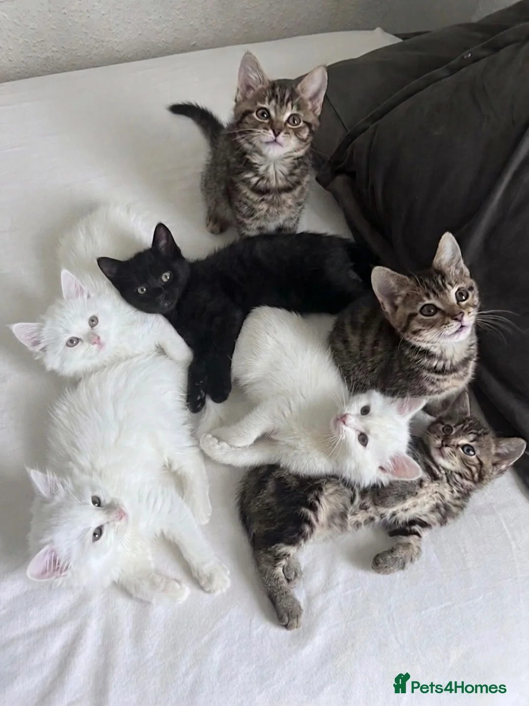 Siberian cats for sale: Siberian forest Kittens 9 weeks old in Bristol - Advert 2