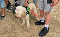 Cockapoo dogs for sale: Cockapoo puppies for sale  - Image 10