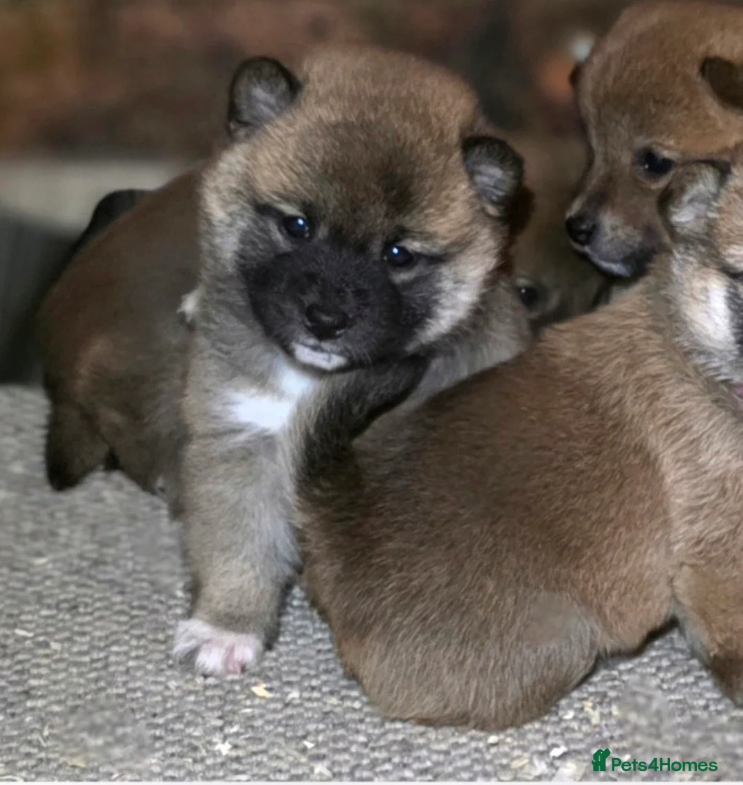 Japanese Shiba Inu dogs for sale: Healthy shiba inus last girl  - Advert 15