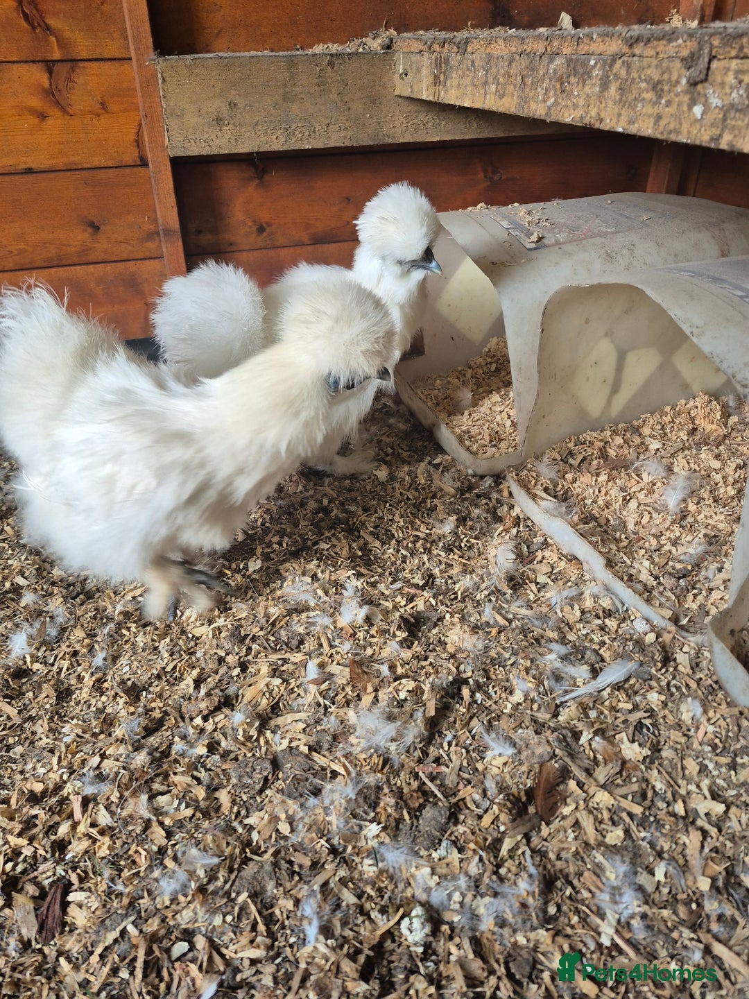 Chickens poultry for sale: Bearded silkies for sale - Image 5