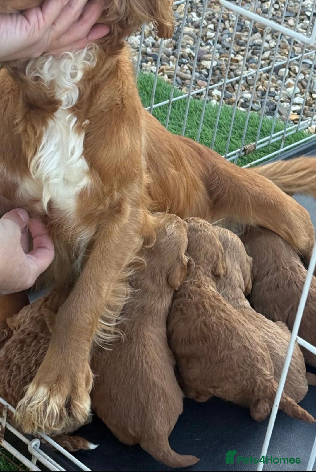 Cockapoo dogs for sale: F1 Toy cockapoo’s - Advert 9