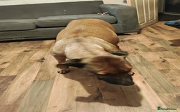 Mixed Breed dogs for sale: Belgium malinoi cross Caucasian sheperd  - Image 1