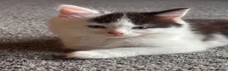 Mixed Breed cats for sale: 5 beautiful kittens for sale  - Advert 4