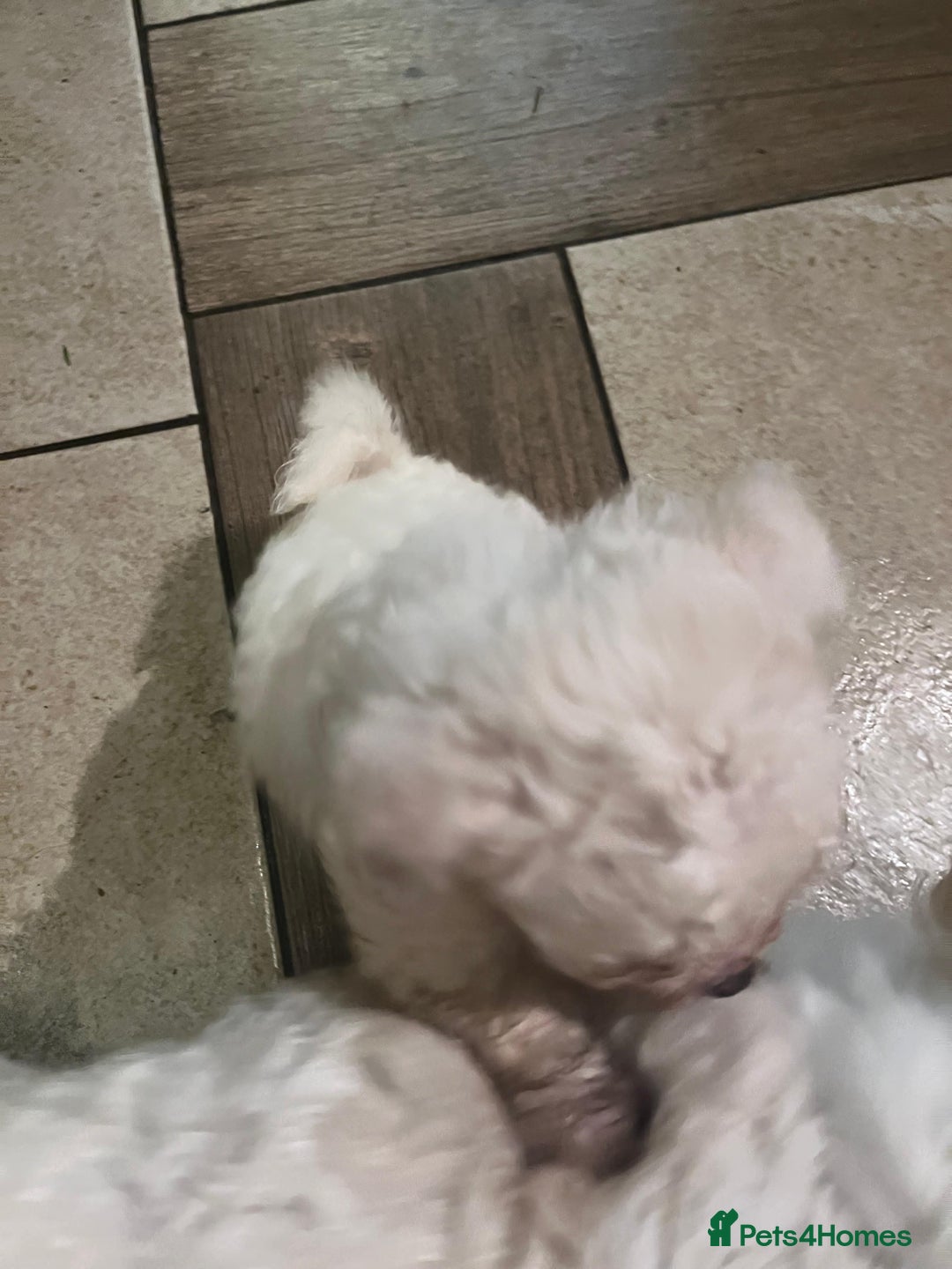 Bichon Frise dogs for sale: 4 Bichone Frise Maltese for sale - Advert 5