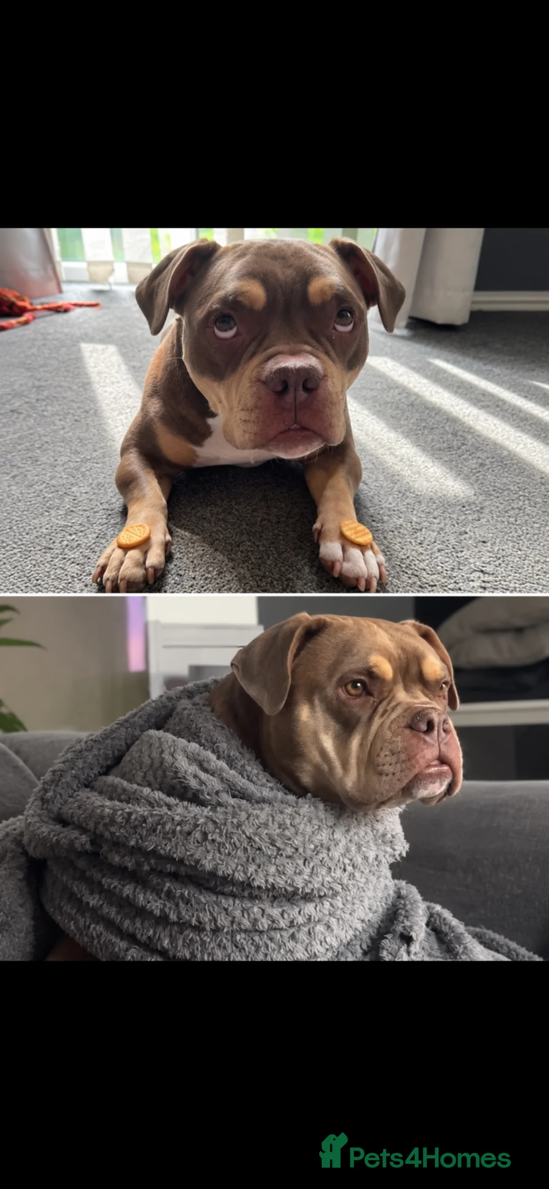 American Bulldog dogs for sale: My beautiful kola in Norwich - Advert 1