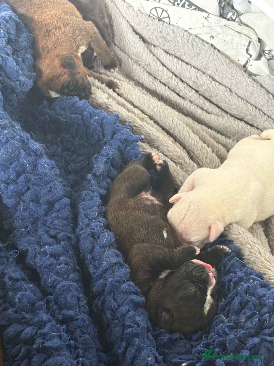 Boxer dogs for sale: Quality Well Bred Boxer Babies - Image 4