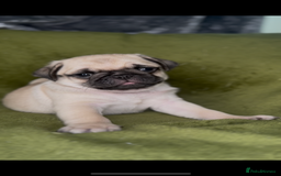 Pug dogs for sale: 3 beautiful pugs looking for there forever home - Image 7
