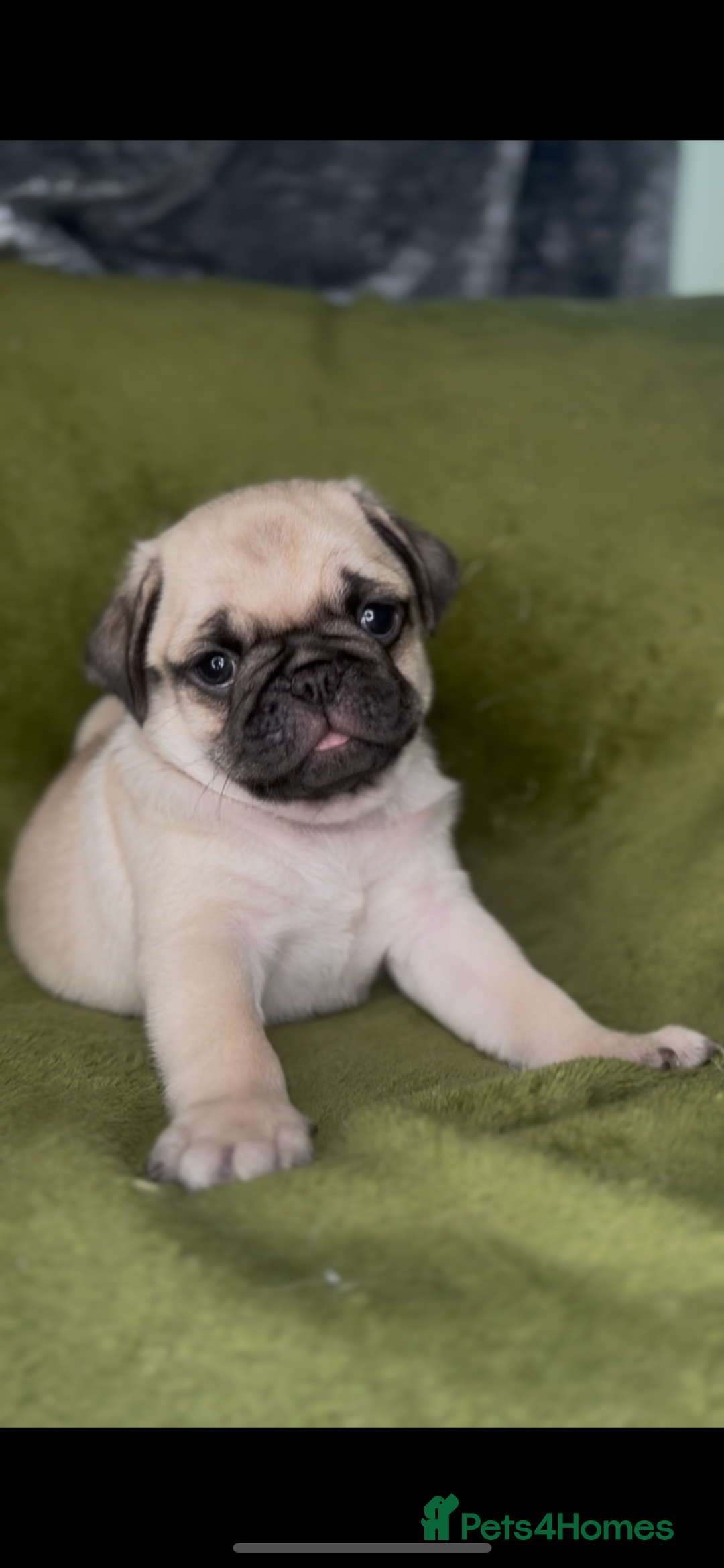 Pug dogs for sale: 3 beautiful pugs looking for there forever home - Image 7