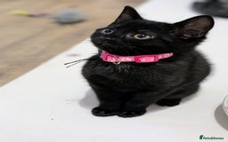 Mixed Breed cats for sale: Beautiful Kittens - Image 1