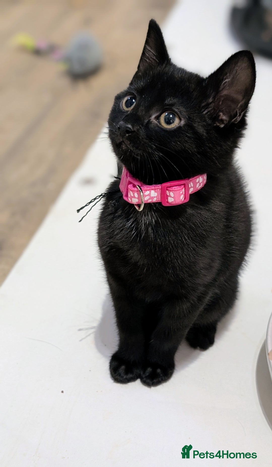 Mixed Breed cats for sale: Beautiful Kittens - Image 1