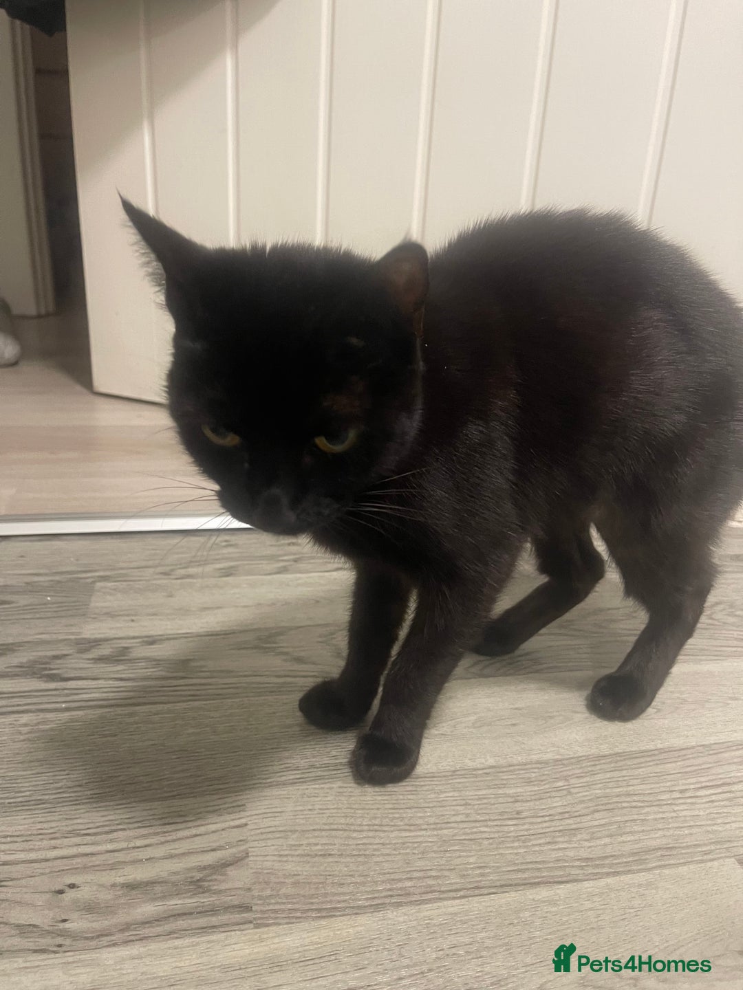 Mixed Breed cats for sale: Cat for rehoming  - Advert 4