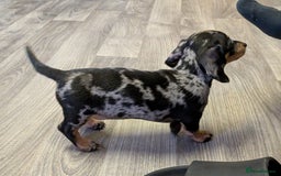 Miniature Dachshund dogs for sale: Beautiful Miniature Dachshunds Puppies - Image 4