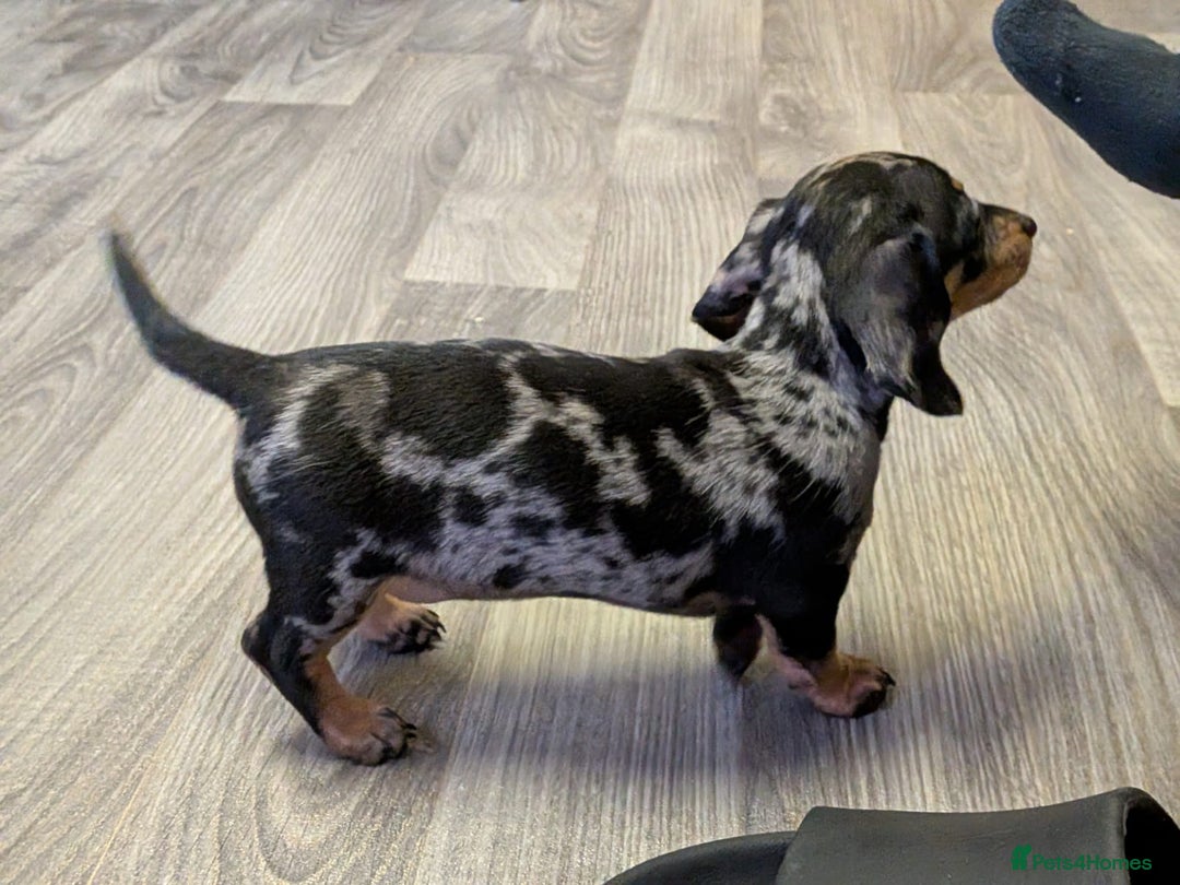 Miniature Dachshund dogs for sale: Beautiful Miniature Dachshunds Puppies - Image 4