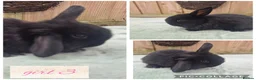 Mini Lop rabbits for sale: Ready to be reserved - Advert 3