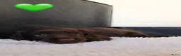 Sprocker dogs for sale: Beautiful Sprocker Spaniel puppies  - Advert 11