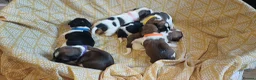 Mixed Breed dogs for sale: Puppies for sale male female small breed boy girl  - Advert 6