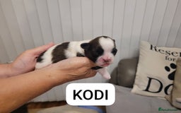Shih Tzu dogs for sale: Beautiful Shih Tzu Puppies - Image 11