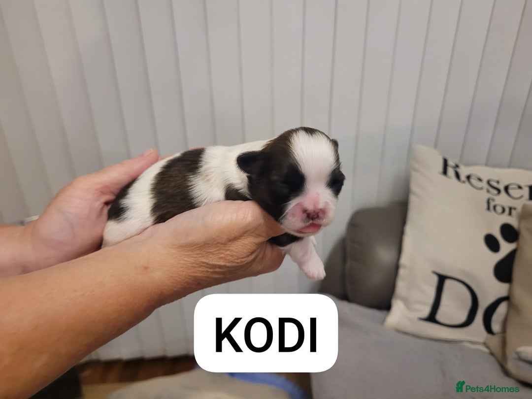 Shih Tzu dogs for sale: Beautiful Shih Tzu Puppies - Image 11