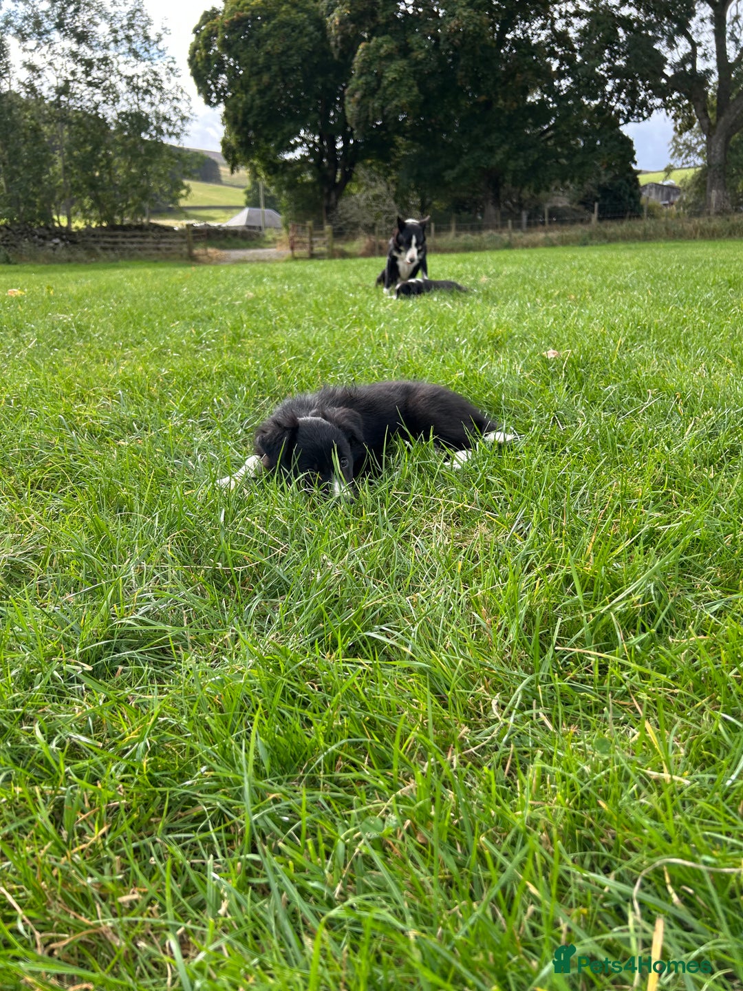 Border Collie dogs for sale: ⭐️ Border Collie Puppies ⭐️ - Image 22