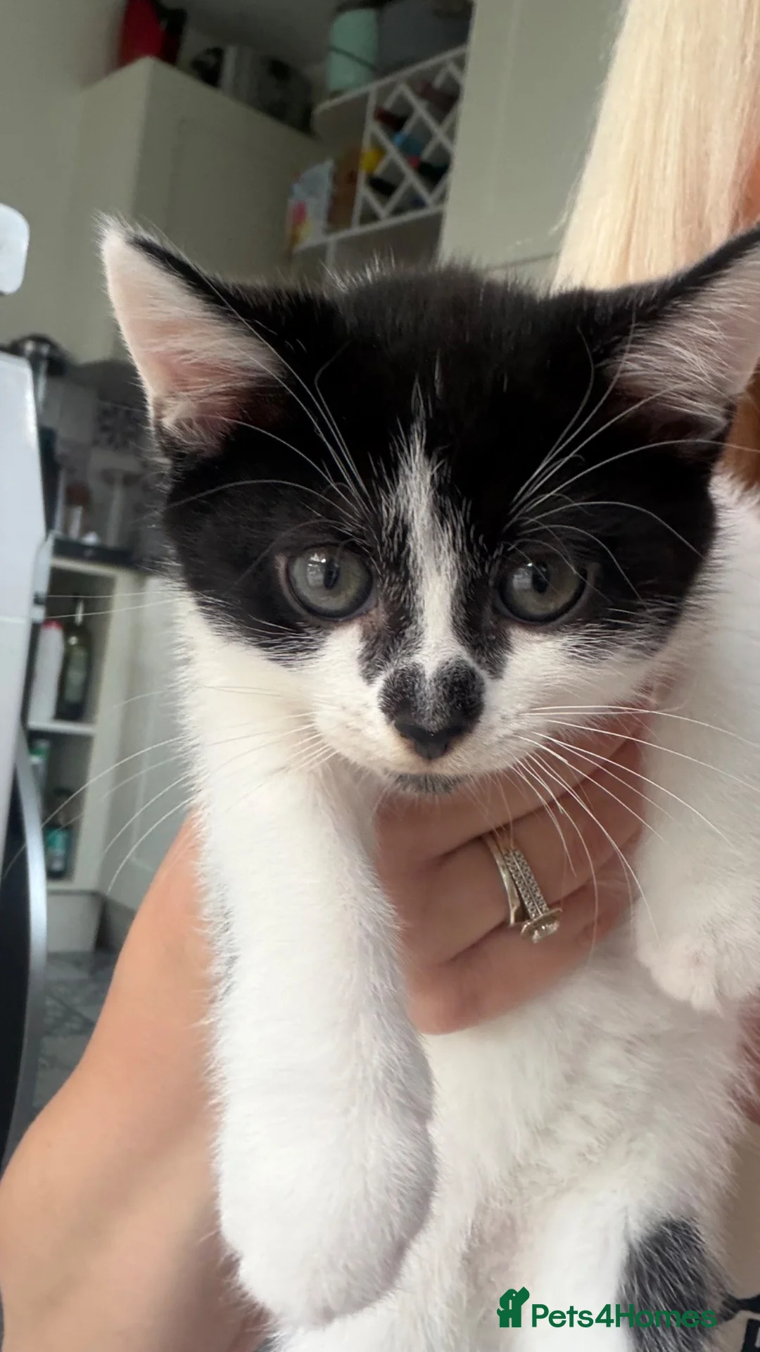 Mixed Breed cats for sale: Adorable Kittens Looking for Loving Homes 🐾 - Advert 1