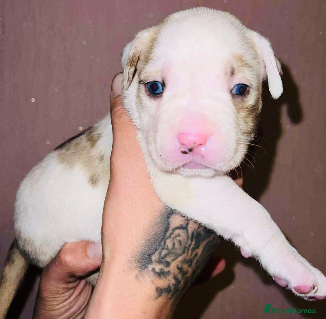 Staffordshire Bull Terrier dogs for sale: Beautiful Puppies Are  Looking For New Home :) - Advert 7