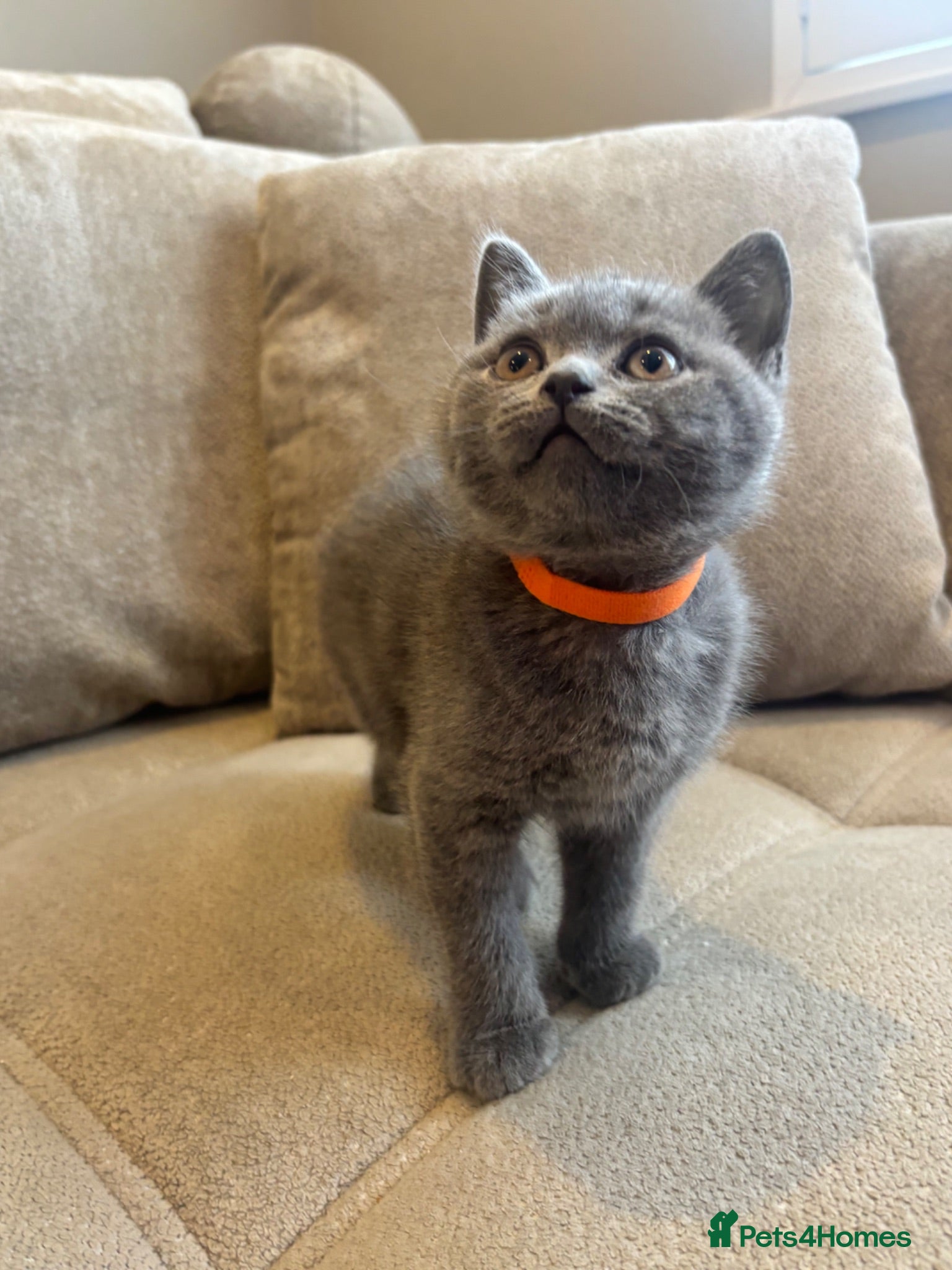 British Shorthair cats 💙🥇GCCF Pedigree British Shorthair - Advert 1
