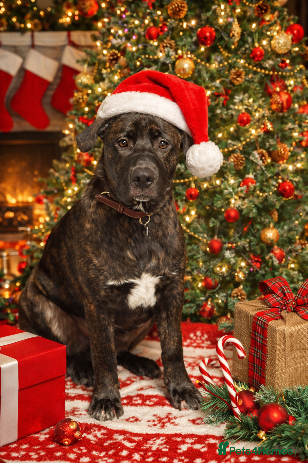 Mixed Breed dogs for sale: 7 month old bully mix/german shepherd  - Advert 3