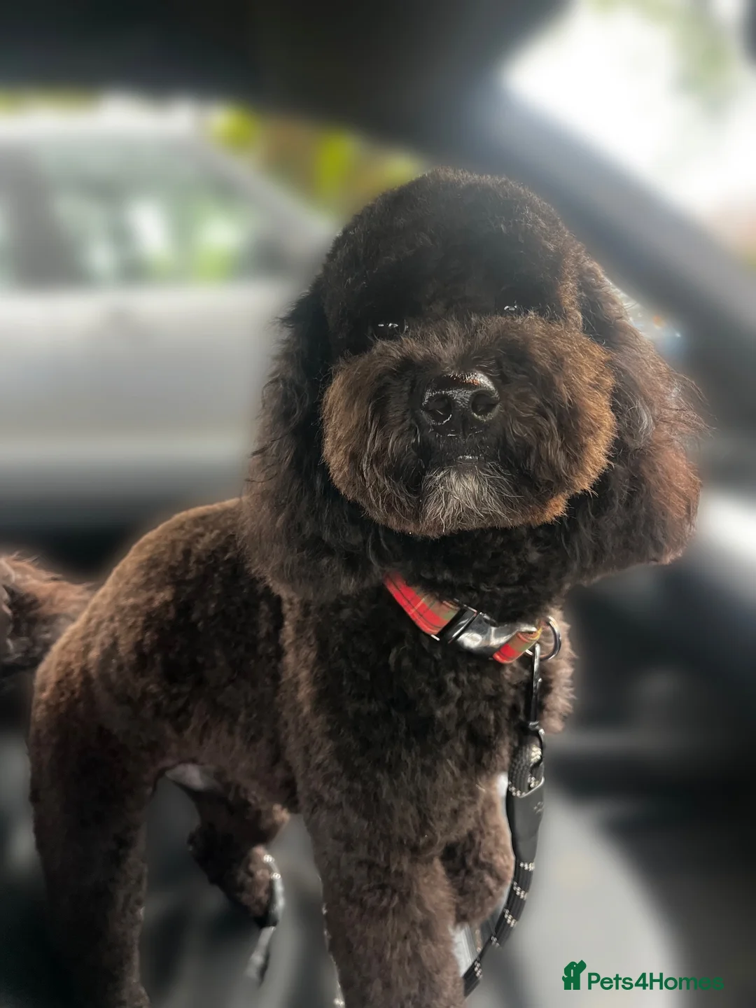 Mini Goldendoodle dogs for stud: 🐶KC Registered F1bb Mini Goldendoodle–Stud Dog! in Dereham - Advert 2