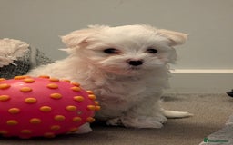 Maltese dogs for sale: Absolutely adorable Maltese girl  - Image 9