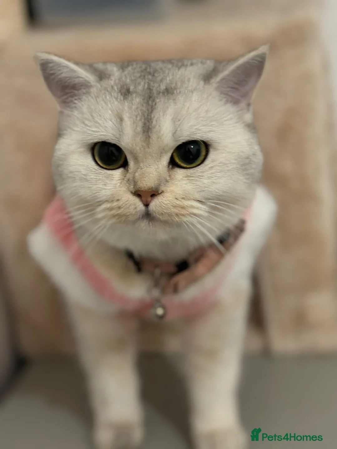 British Shorthair cats for sale: British short hair  - Advert 2