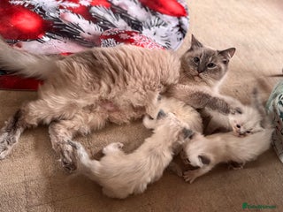 Ragdoll cats Ragdoll Kittens Looking for comfy Sofas 🐾 - Advert 1