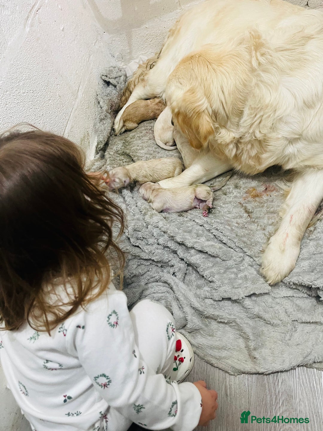Golden Retriever dogs for sale: *one female left* Golden retriever puppies  - Advert 12