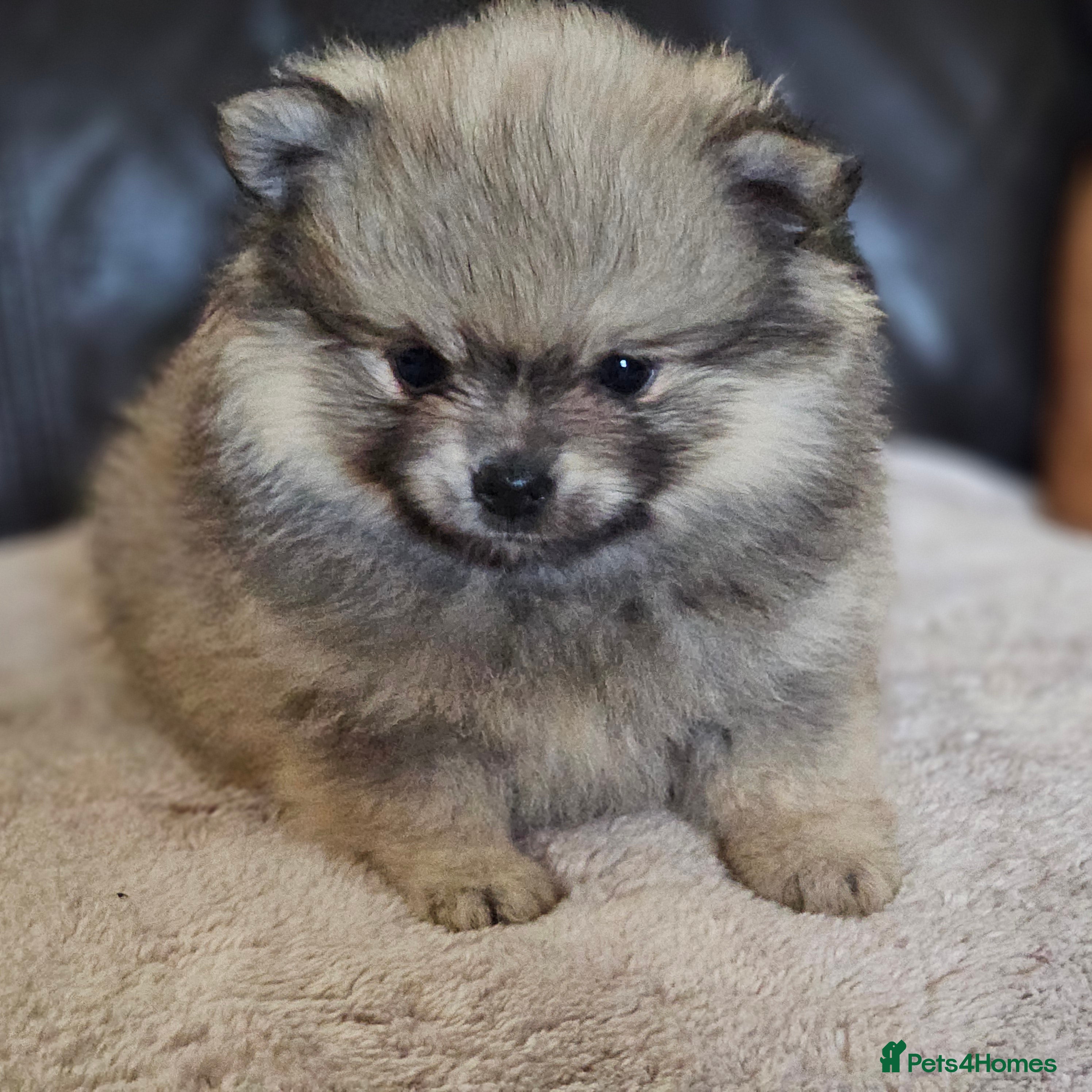 Pomeranian dogs Pomeranian baby girl - Advert 1