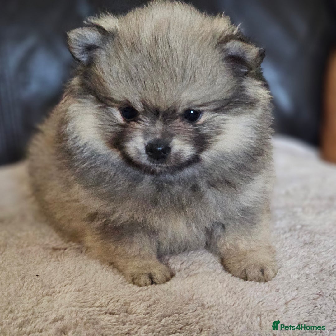 Pomeranian dogs for sale: Pomeranian baby girl - Advert 2