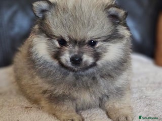 Pomeranian dogs Pomeranian baby girl - Advert 1