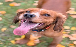 Cocker Spaniel dogs for stud: Proven stud dog - Image 2