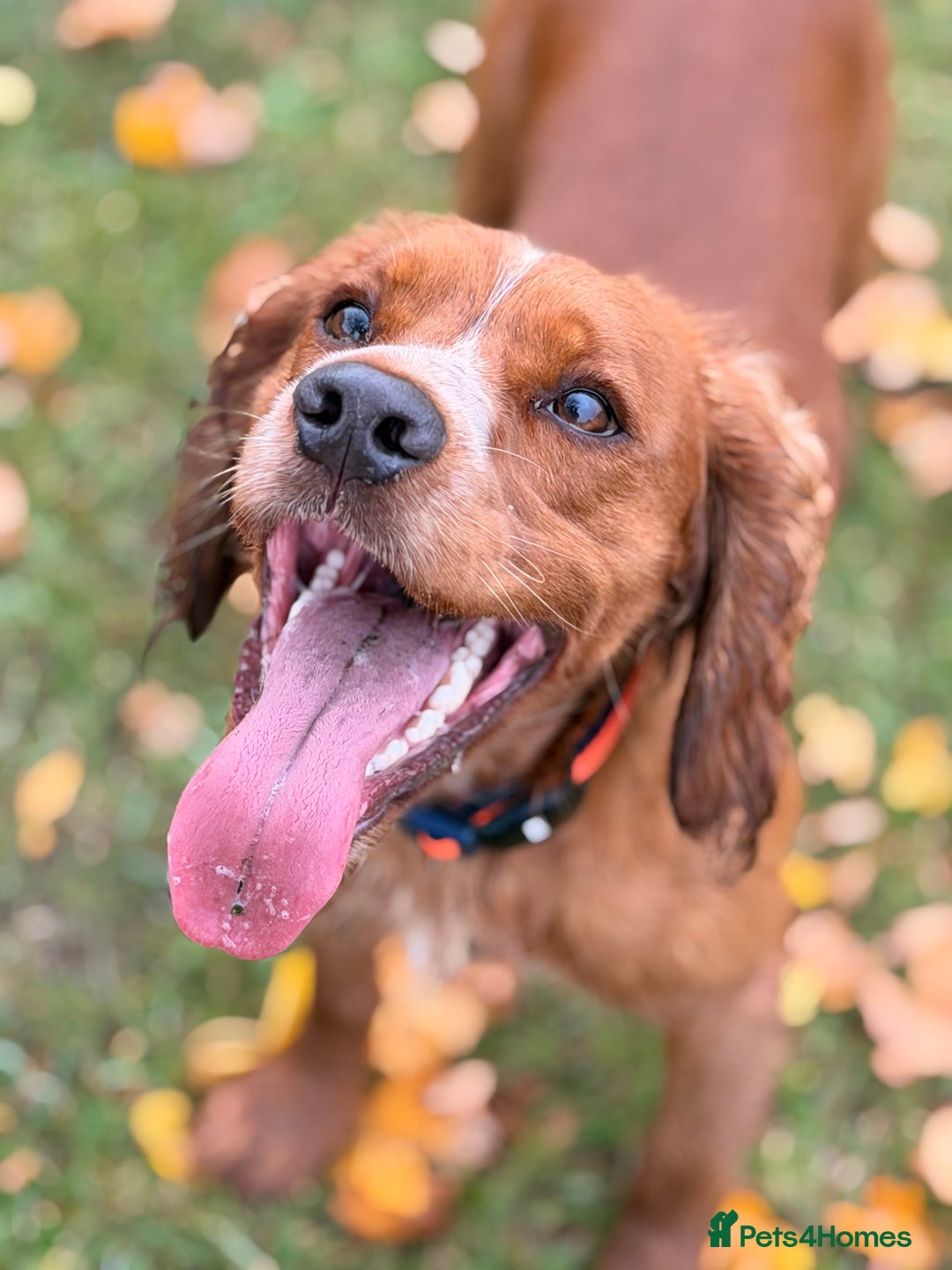 Cocker Spaniel dogs for stud: Proven stud dog - Image 2