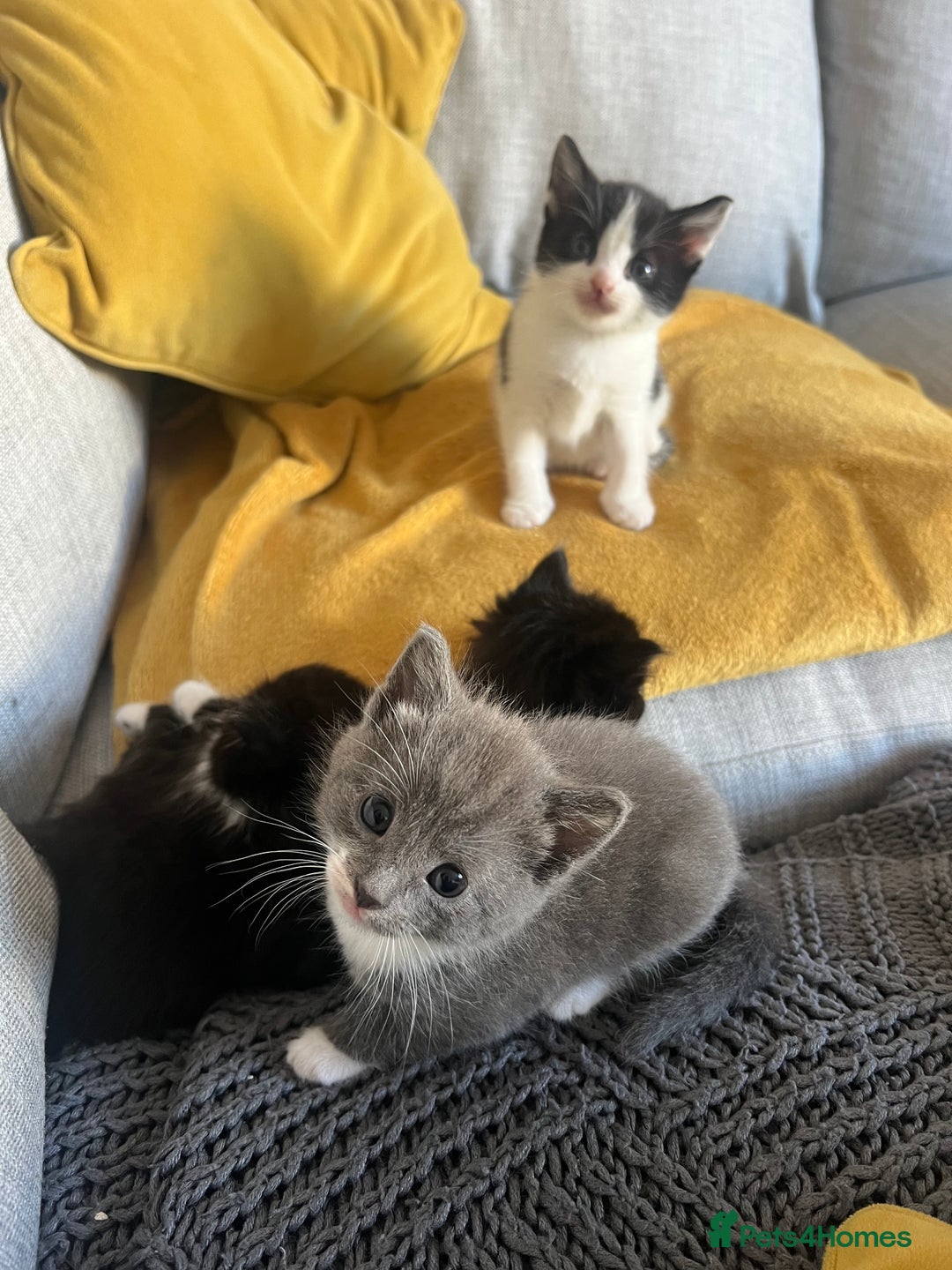 Maine Coon cats for sale: 4 very fluffy kittens - Image 5